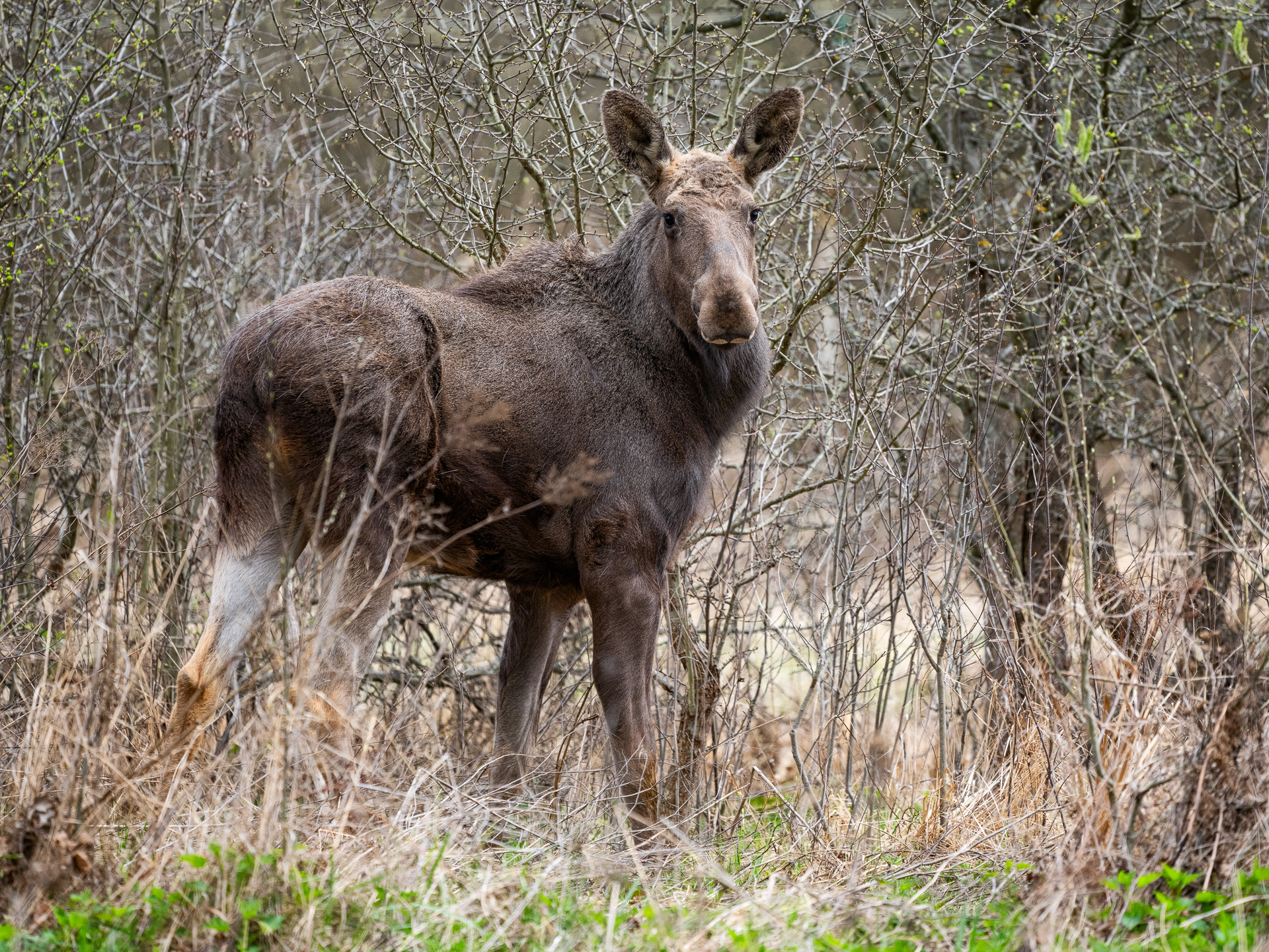 Elanul revine în România după 200 de ani: Cum renaște natura în Neamț