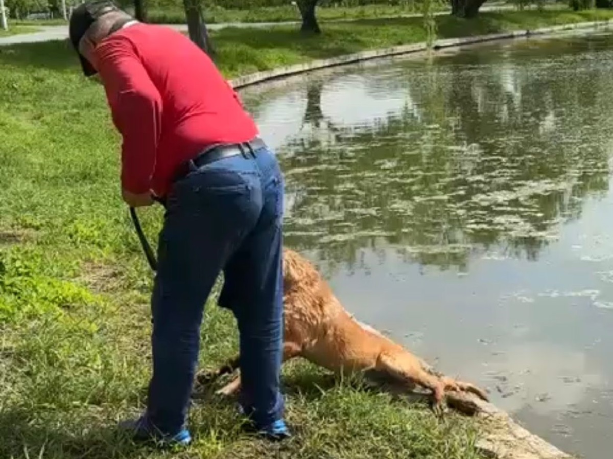 Puiul de Malinois pe care un bărbat ar fi încercat să îl înece în Parcul Tineretului, salvat după reacția publică. Dosar penal deschis, câinele plasat în adăpost