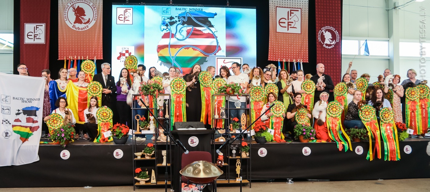 România face din nou spectacol în Europa felină: campioni mondiali, campioni europeni și o pisică salvată de pe străzile Iașului care cucerește Cupa Țărilor Baltice