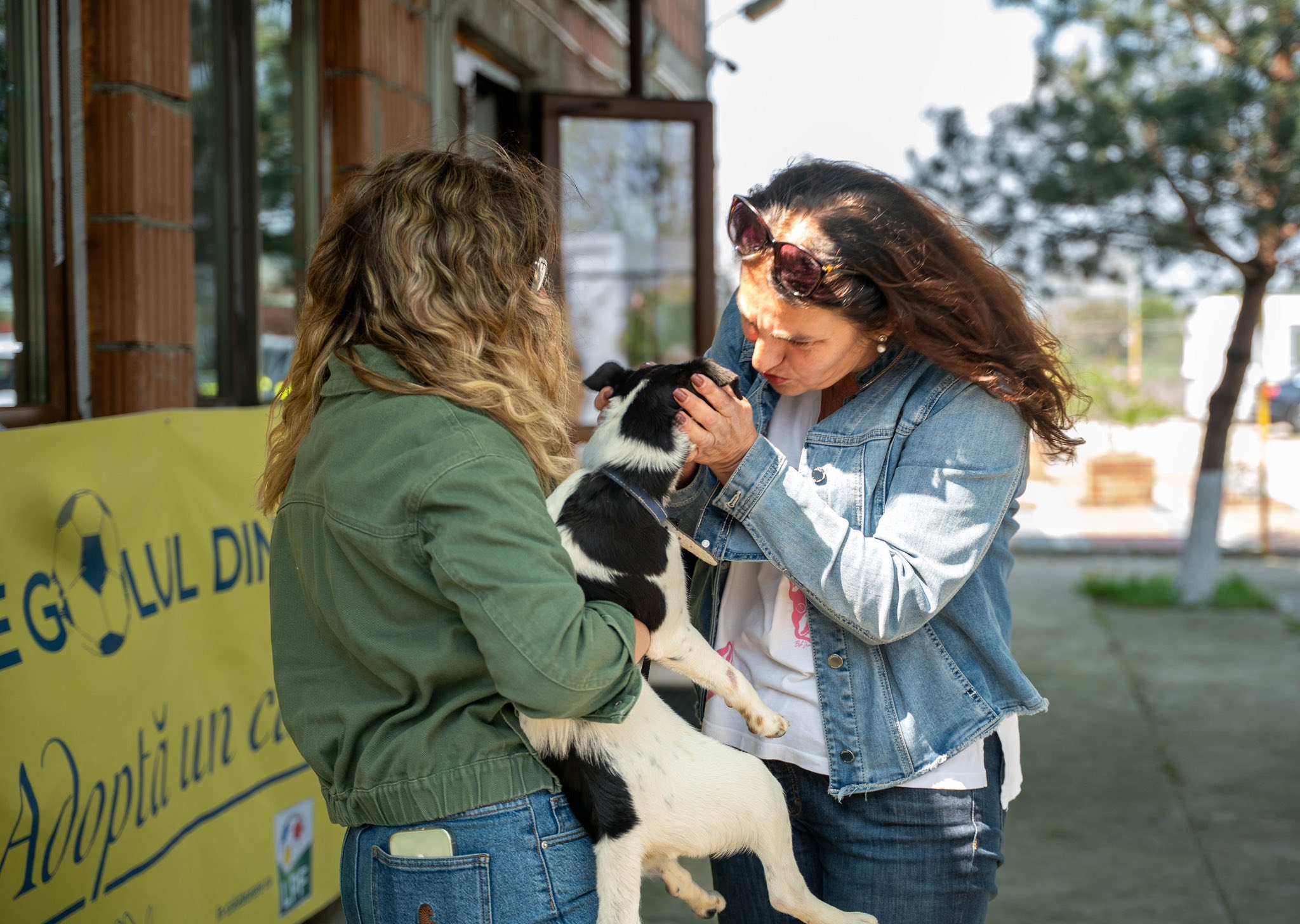 Team building cu suflet la Centrul de Adopții Ilfov: Experiență unică alături de căței