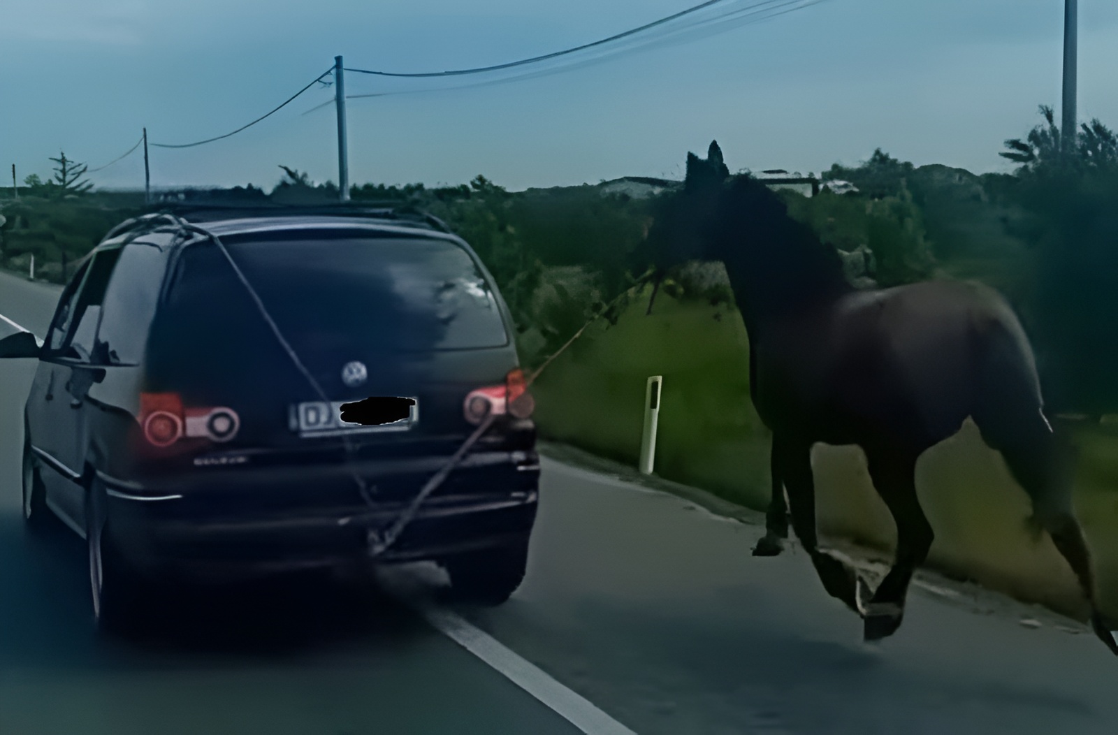 Cal legat de mașină și târât pe drum, în Dolj. Șoferul de 19 ani a primit o amendă usturătoare