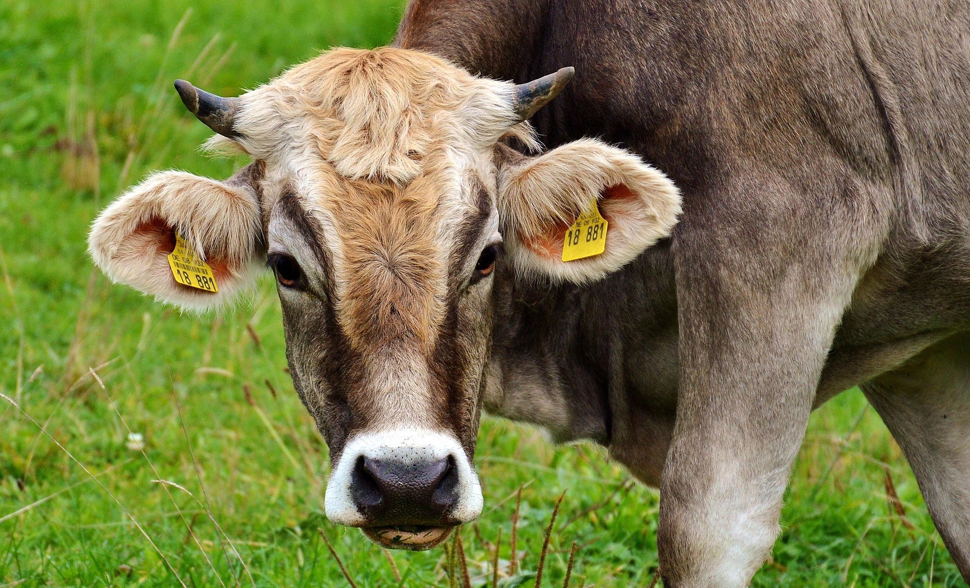 UE înăsprește regulile pentru importuri de origine animală în lupta contra rezistenței la antibiotice