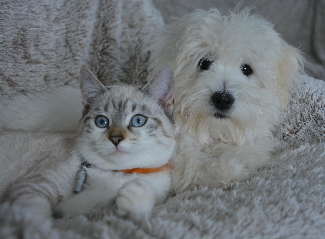 De ce medicii veterinari vor să schimbăm modul în care privim îmbătrânirea animalelor de companie