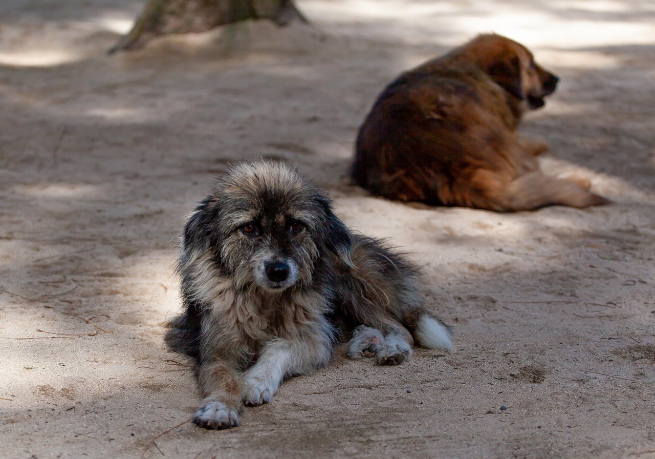 Protecția Animalelor Ilfov cere intervenție rapidă: Patrule de noapte cu polițiști și jandarmi pentru câinii abandonați