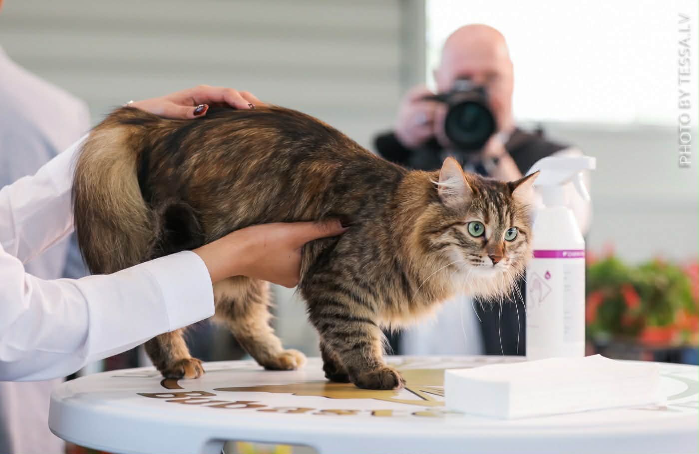 Iașul devine, în această duminică, capitala frumuseții feline
