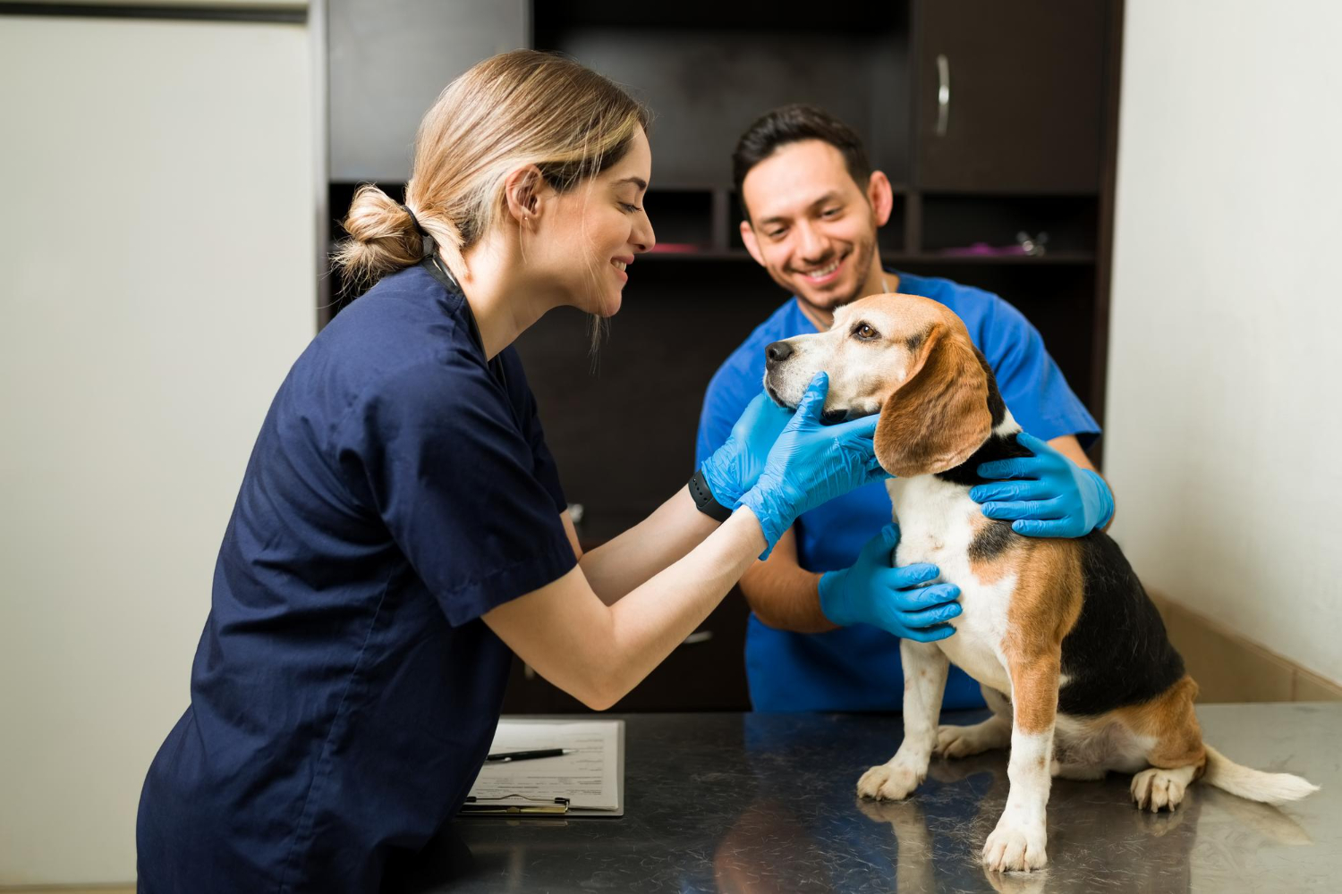 Mesajul preşedintelui ANSVSA, Alexandru Nicolae Bociu, cu ocazia Zilei Naţionale a Medicului Veterinar