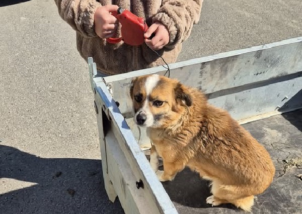 Marea Sterilizare: Trei zile de intervenții, educație și prevenție în comuna Voinești. 686 de animale au fost sterilizate