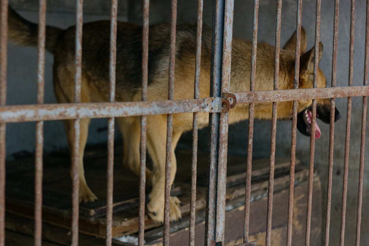 Presa internațională relatează despre abuzurile din adăposturile de câini din România – anchetă Vier Pfoten (Four Paws)
