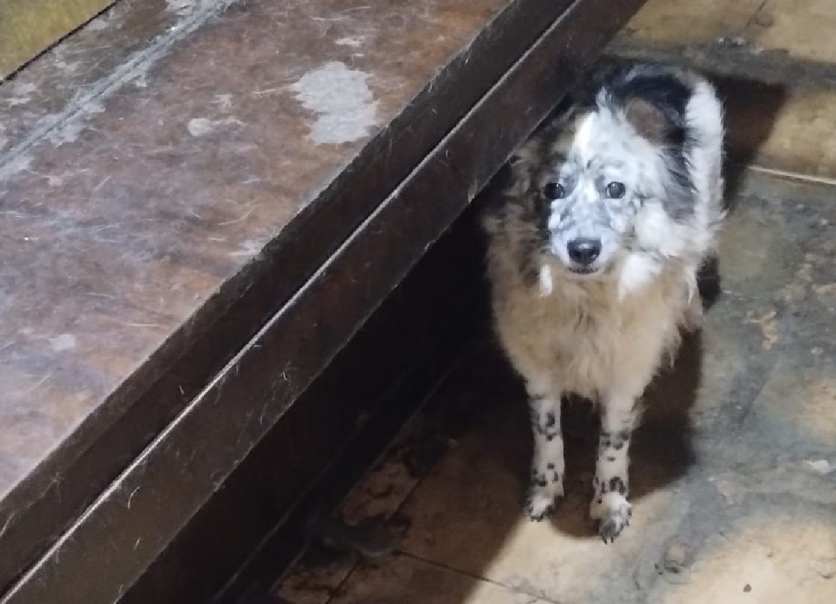 Intervenție de urgență în București: 14 animale fără apă și hrană, preluate de ASPA