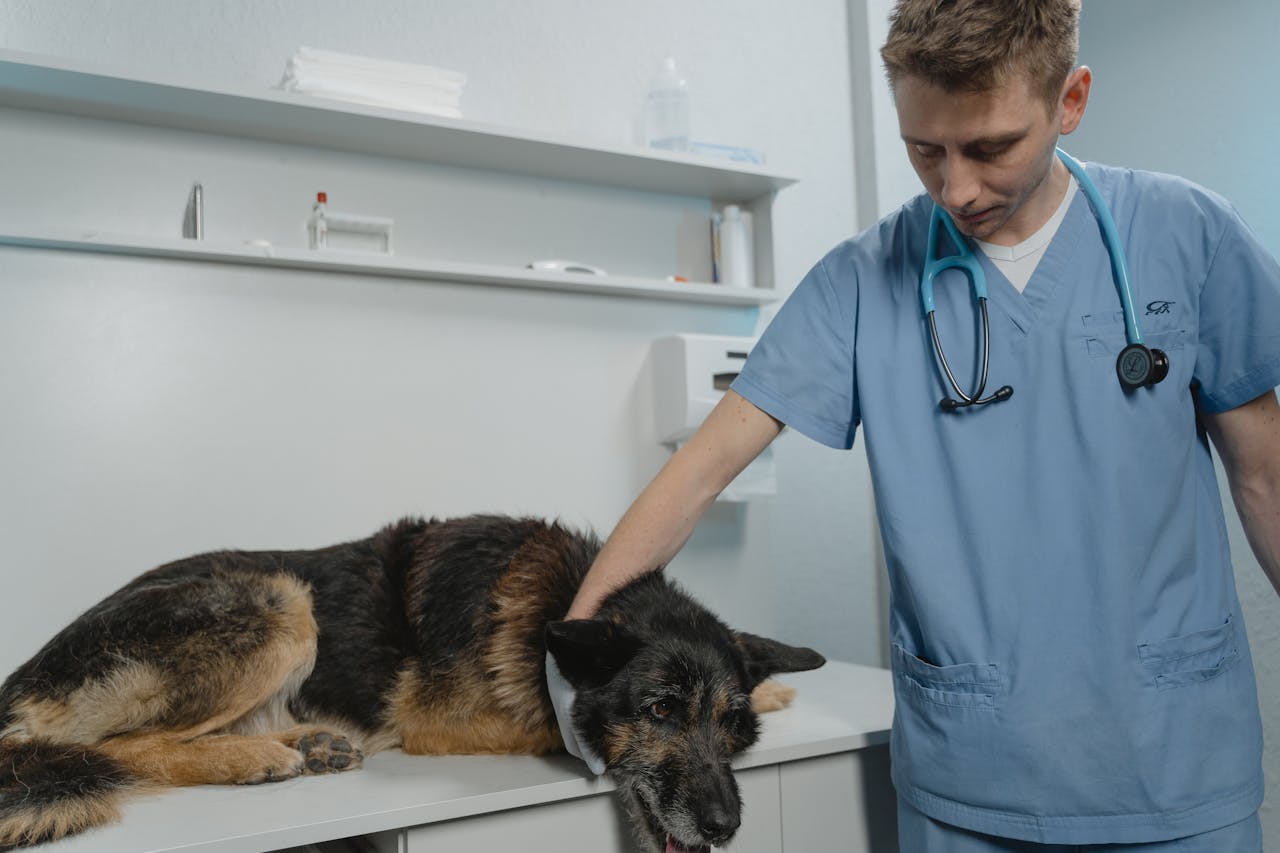 Revoltă în Sibiu după moartea zecilor de animale: Veterinarii confirmă creșterea cazurilor de otrăvire