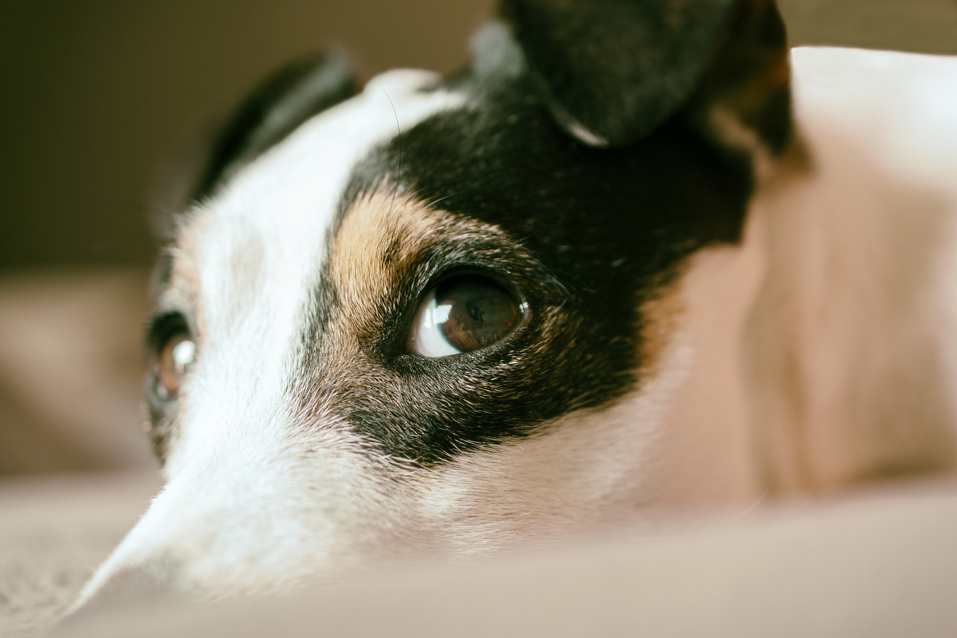1,5 milioane de lei pentru animale: Ilfov lansează cea mai mare campanie de sterilizare și microcipare din România