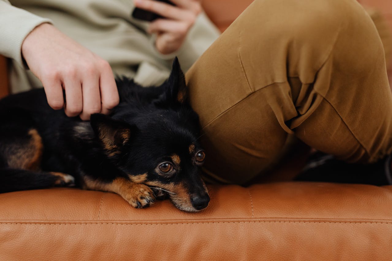 „Stresul a devenit una dintre cele mai mari amenințări pentru animalele aflate în grija noastră,” avertizează un specialist european în comportament animal, prezent la București, în cadrul evenimentului Purina „Thank You Vets”