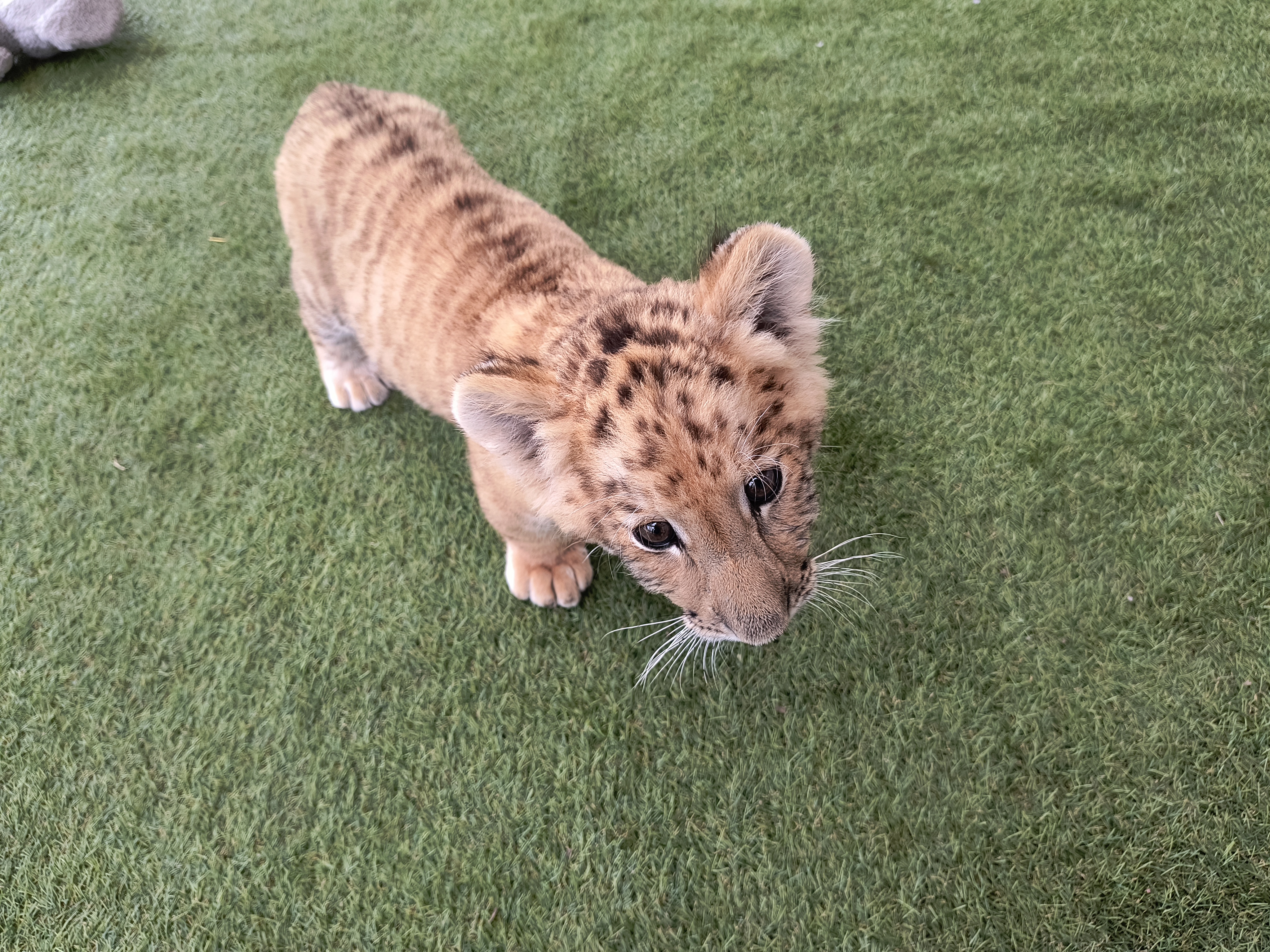De ce trebuie să schimbăm legea privind creșterea și vânzarea animalelor sălbatice: Este ușor să cumperi și să vinzi tigri și maimuțe în România