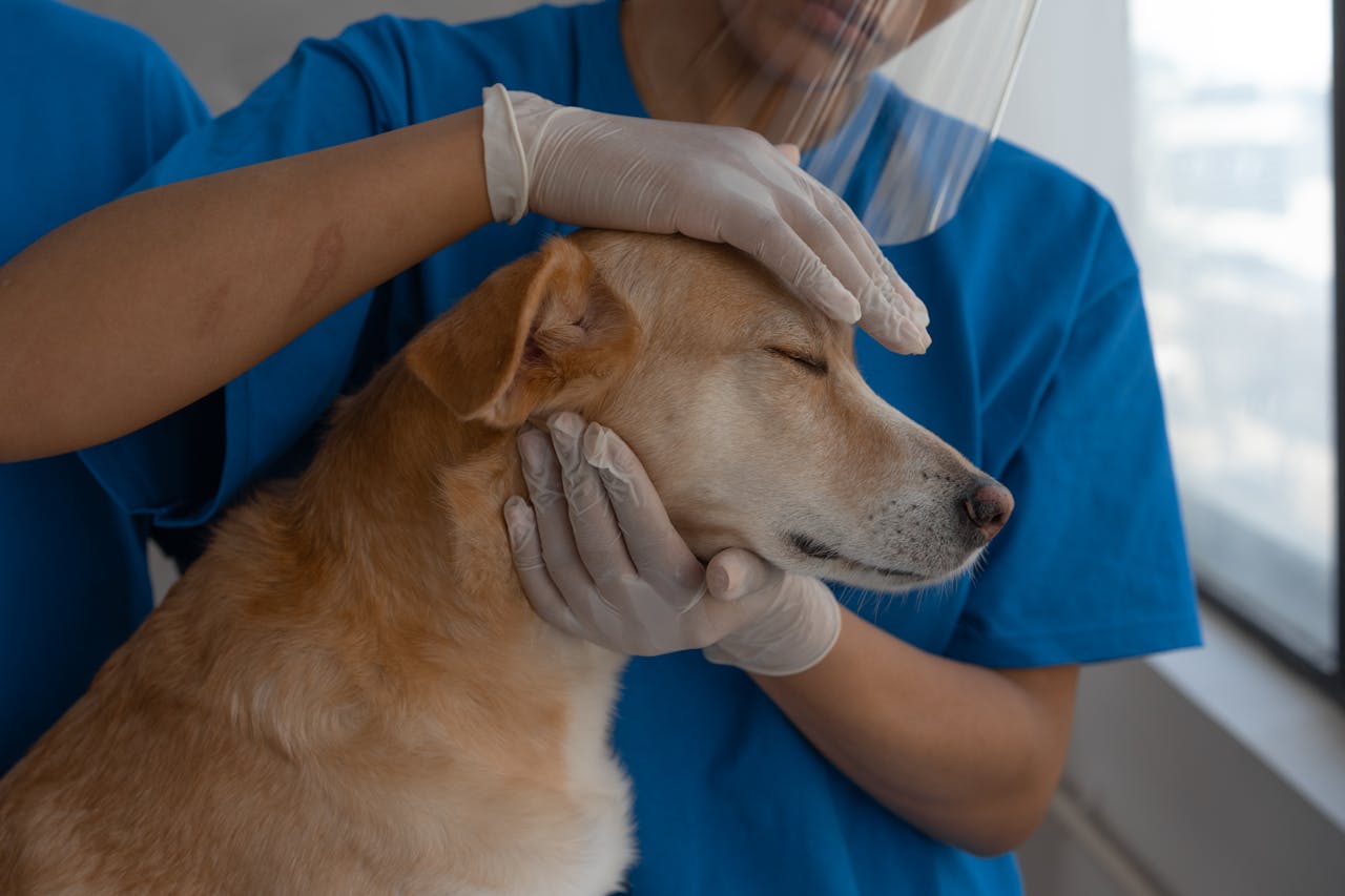„Empatia și înțelegerea comportamentului animal trebuie să devină parte esențială din educația viitorilor profesioniști.” Prof. Dr. Alina Rusu, despre psihologia animală și relația om-animal, la evenimentul Purina „Thank You Vets”