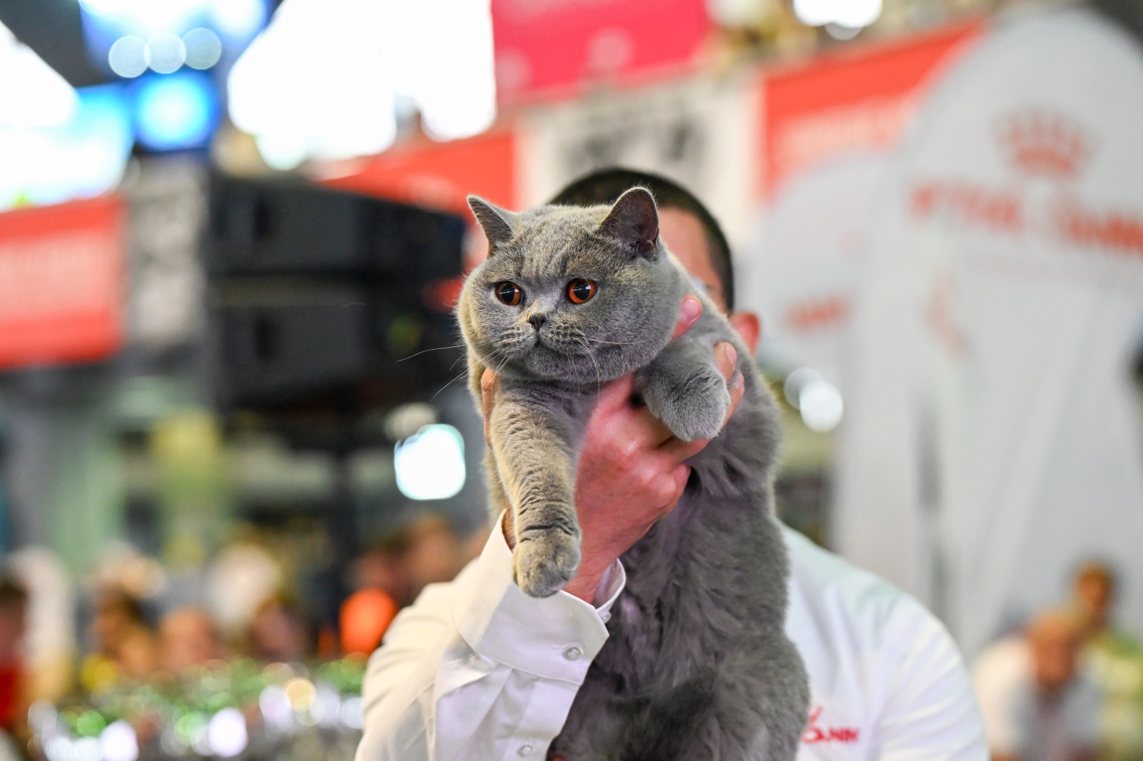 Doar în acest weekend, cele mai frumoase pisici din România vin la Mall Drumul Taberelor