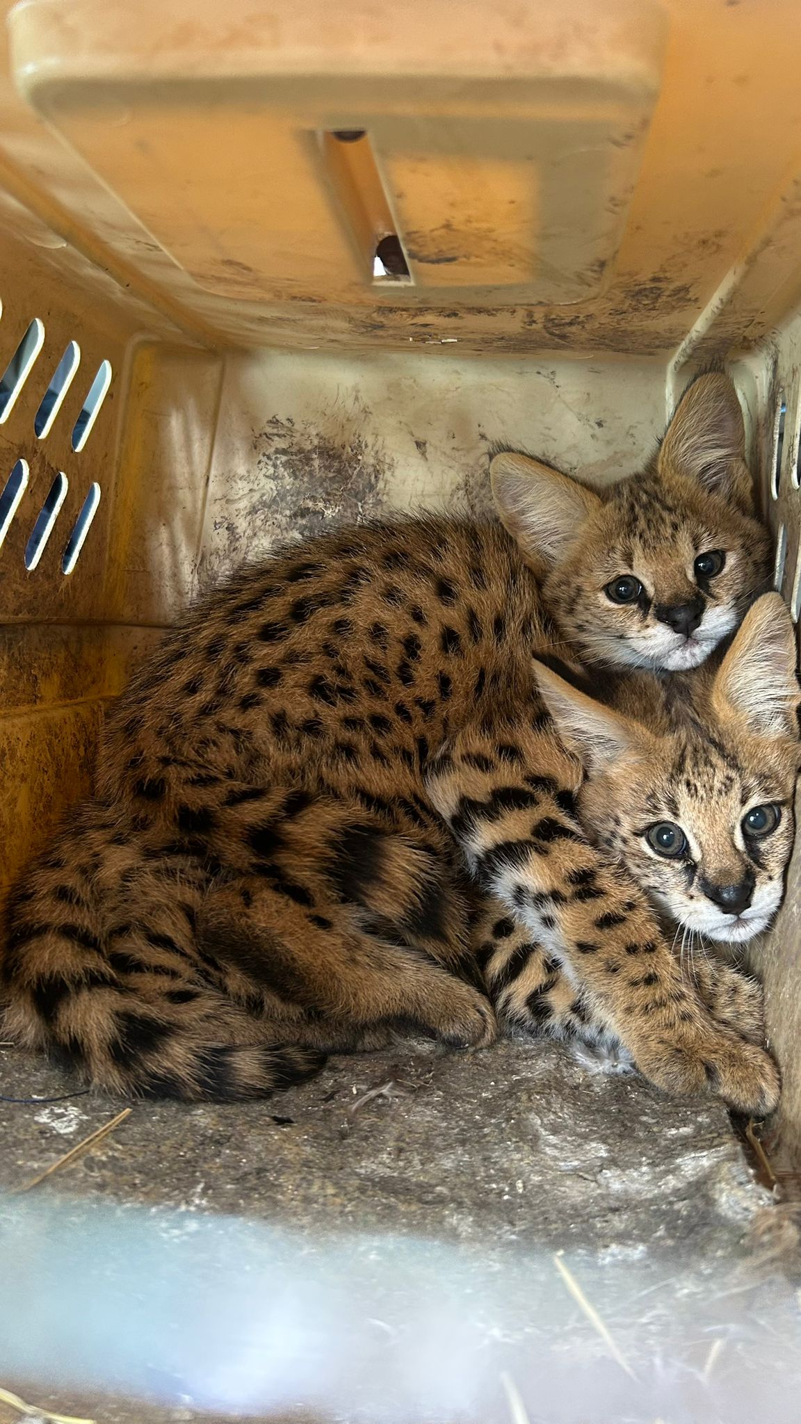 3000 euro ilfov serval, romania.jpg