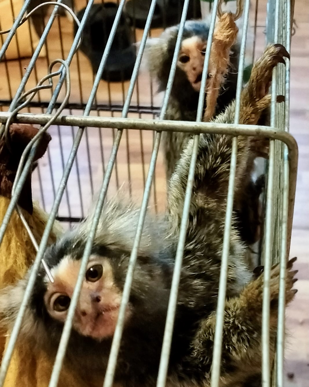 1400 euro Ilfov Marmoset.jpeg
