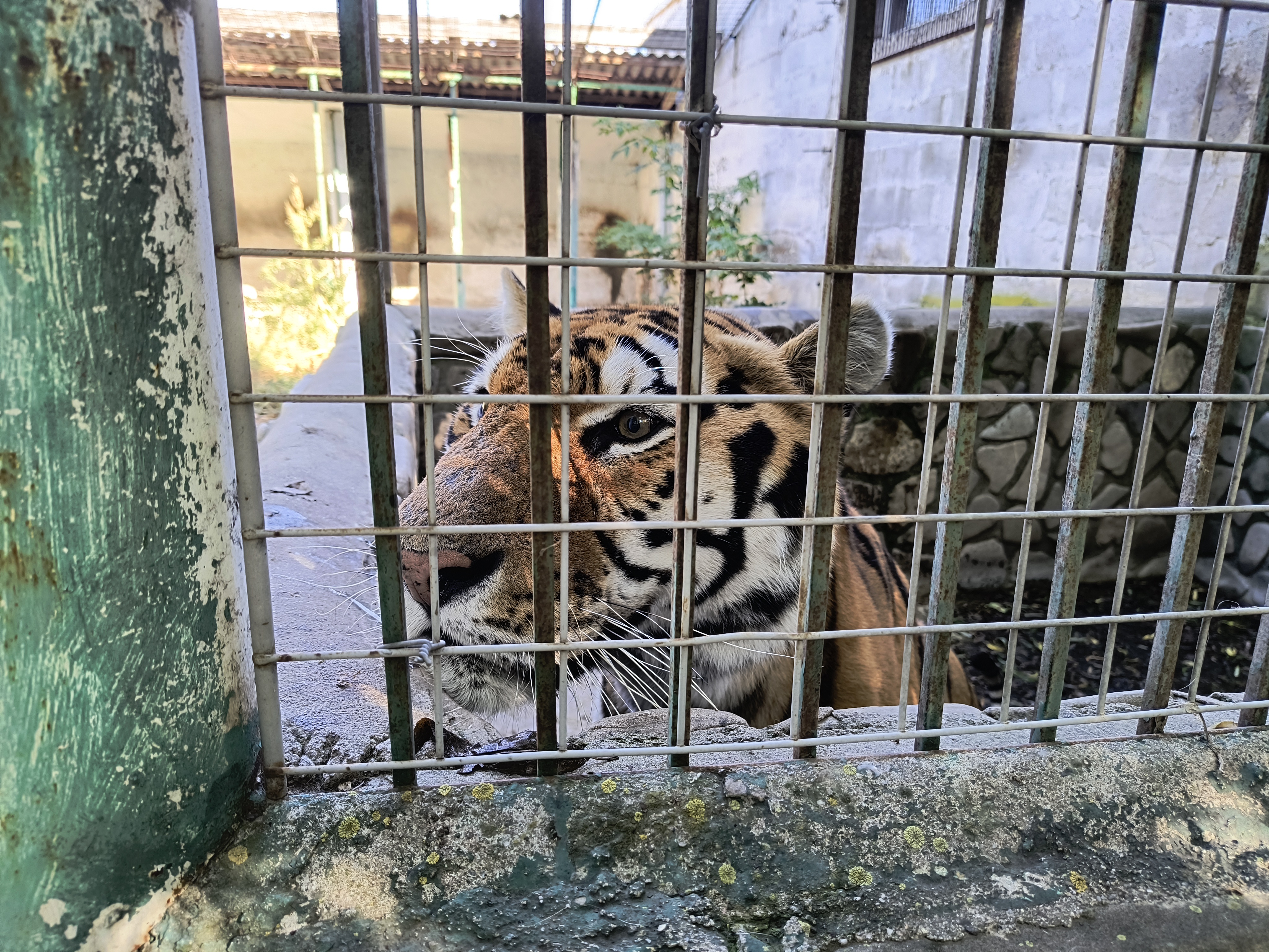 7000 euro Suceava Bengal Tiger.jpg