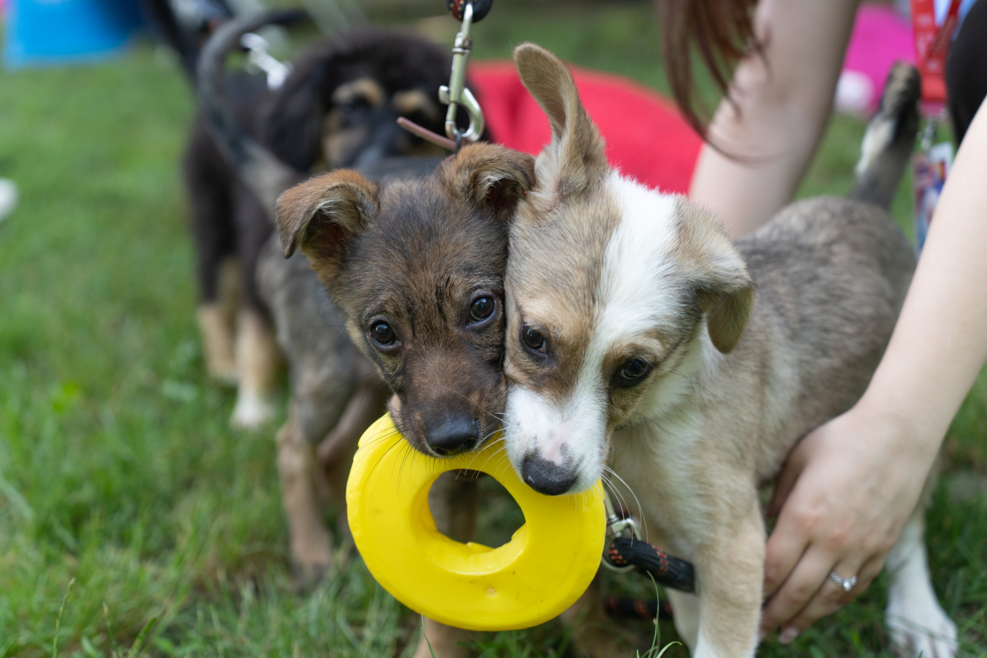 Hello Doggie Festival 2026 - 3.jpg