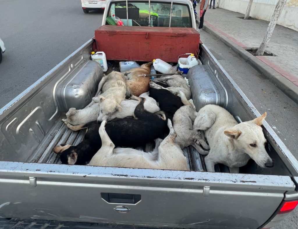 Dogs-on-truck--e1785255287255-1024x788.jpeg