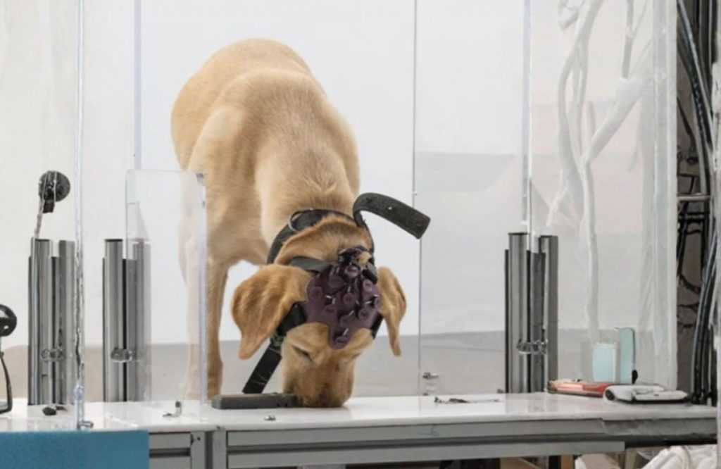dognosis-1024x666.jpg